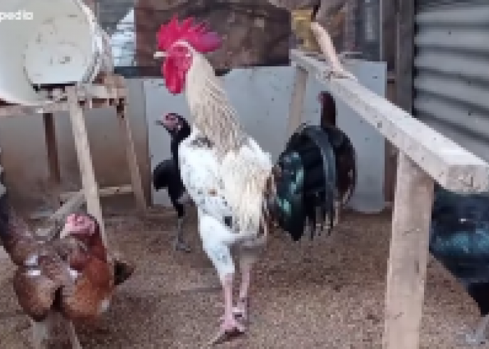 4 Cara Ternak Ayam Kampung bagi Pemula, Simak agar Bisa Untung!