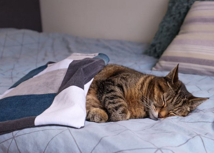 Tak Hanya Malas, Ketahui 5 Penyebab Kucing Tidur Terus dan Cara Mengatasinya