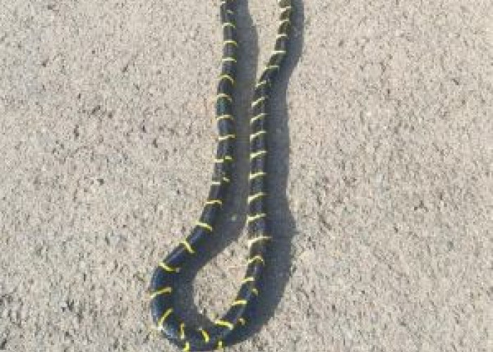 Ular Cincin Emas Masuk Dapur, Warga Pesona Griya Karanganyar Resah