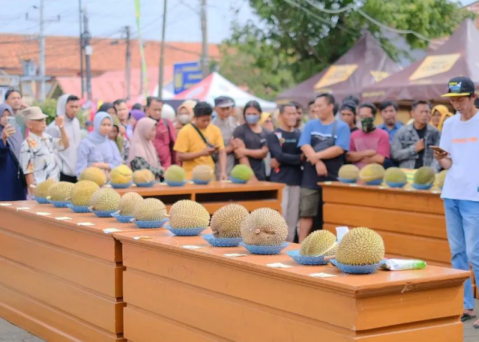 Festival Durian Doro Dibuka Dengan Kontes Durian Lokal