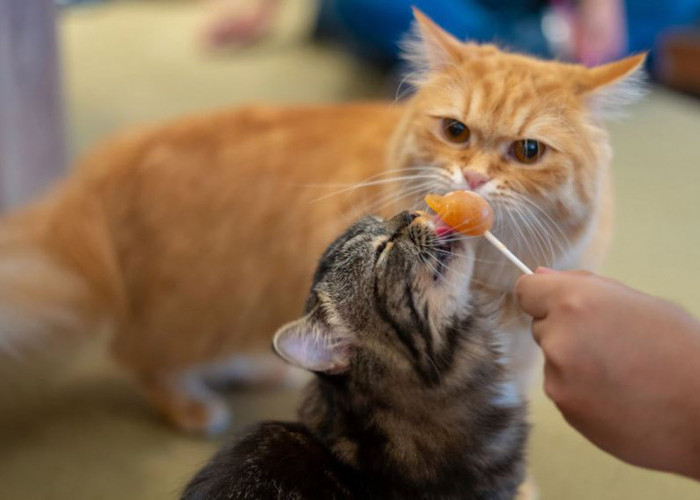 7 Pilihan Cemilan Kucing dari Dokter Hewan: Bantu Anabul Tambah Sehat dan Cantik
