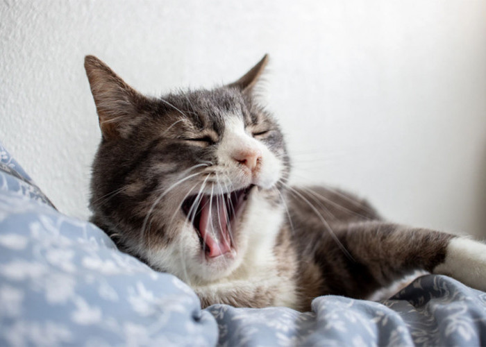Inilah Arti Kucing Tidur di Atas Kasur Menurut Primbon Jawa, Bisa Jadi Petunjuk Penting dalam Hidupmu!