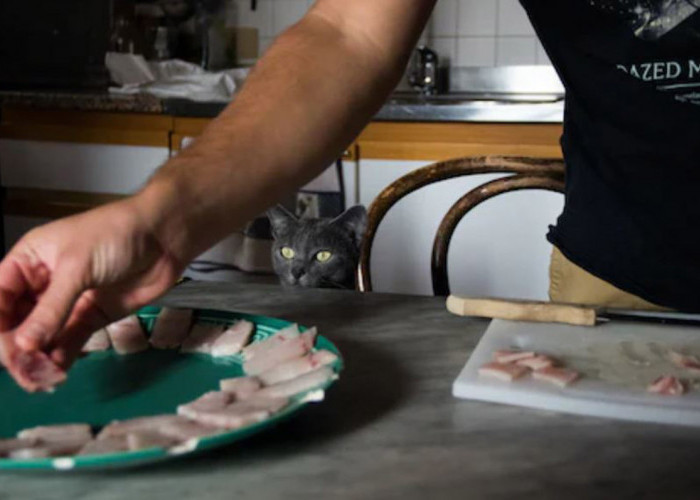 Lebih Sehat dan Terjamin Kualitasnya, Begini Cara Membuat Makanan Kucing Kering Sendiri di Rumah