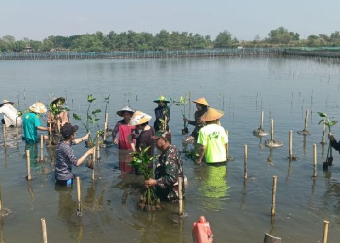 Mahasiswa UIN Gusdur, Relawan Jepang dan Babinsa Tanam Mangrove di Desa Mulyorejo Pekalongan