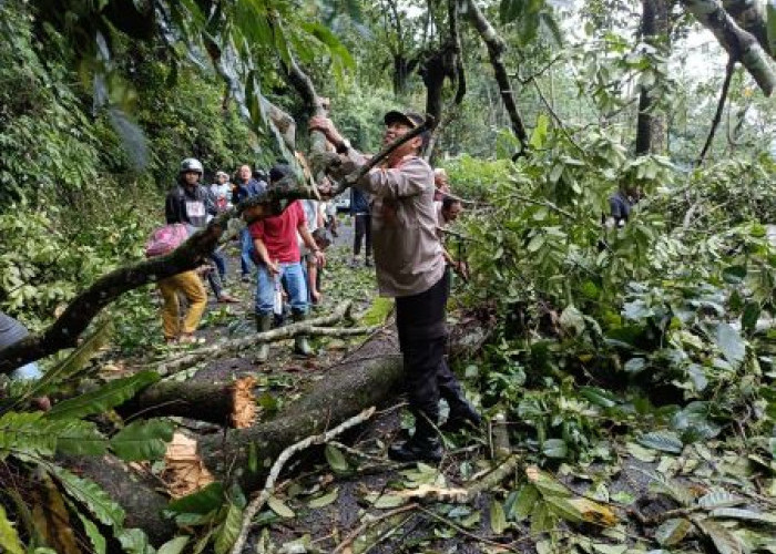 Jumpai Pohon Tumbang saat Patroli, Polsek Kajen dan Warga Gotong-royong Evakuasi Pohon Tumbang di Linggoasri