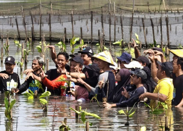 Gerakan Tanam Mangrove di Mulyorejo Tirto Jadi Momentum Pemulihan Pesisir Usai Terjangan Rob