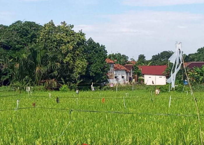 Masa Panen Belum Datang, Harga Gabah Naik 30 Persen