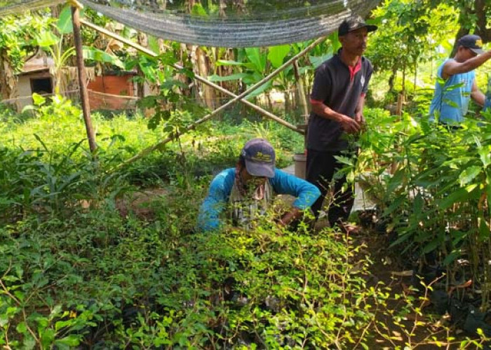 Reboisasi Hutan Rakyat Sekitar PLTU Bawa Berkah Bagi Petani Sekitar 