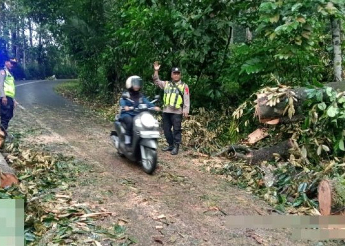 Pohon Durian Tumbang Tutup Jalur Karanganyar–Lebakbarang