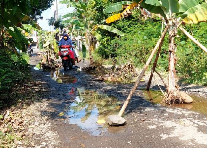5 Tahun Jalan Rusak Tak Diperbaiki, Warga Siwalan Tanam Pohon Pisang di Jalan Rusak