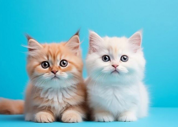 Semua yang Perlu Kamu Ketahui Tentang Pakan Kucing Meo Kitten : Harga, Nutrisi, Kelebihan dan Kekurangannya