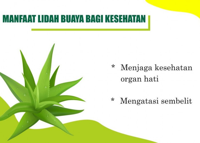 Khasiat Kesehatan dari Lidah Buaya Untuk Tubuh, Mau Tahu?