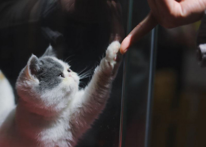Kumpulan Ras Kucing Hidung Pesek: Bukan Cuma Persia Saja, Tetap Menggemaskan dan Lucu! Kamu Pasti Jatuh Cinta