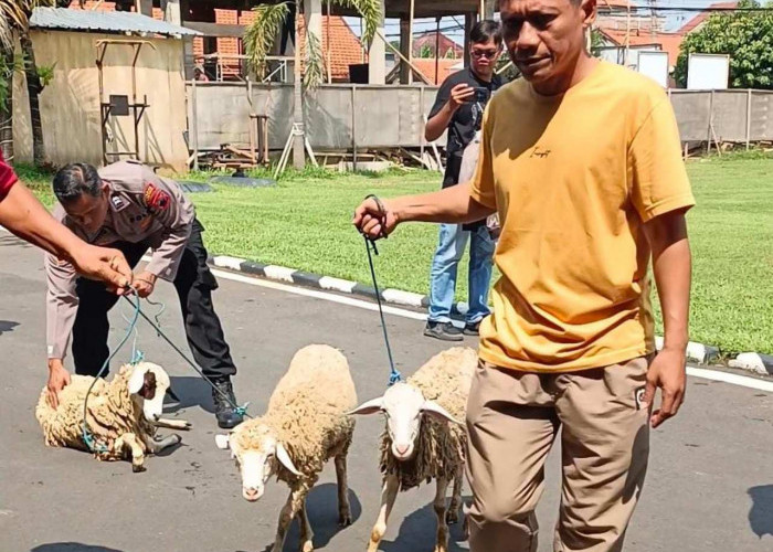 Polisi Batang Bekuk Komplotan Pencuri 38 Kambing BUMDes di Warungasem yang Beroperasi via Tol Trans Jawa