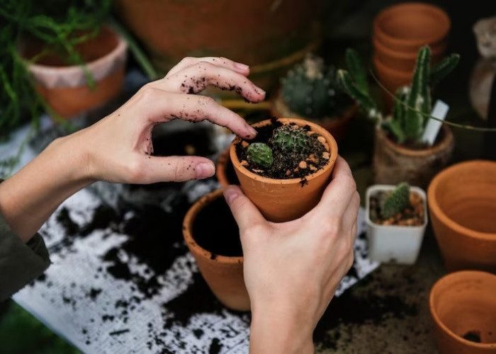 Buktikan Sendiri Di Rumah, Inilah 7 Cara Menanam Kaktus Di Dalam Rumah Agar Sehat dan Tumbuh Subur