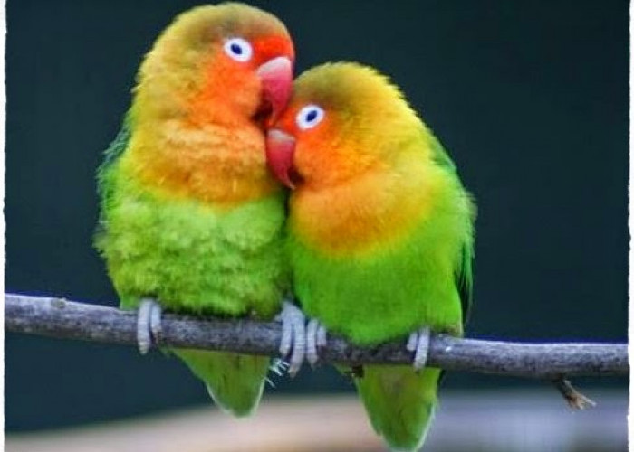 6 Cara Mudah Membedakan Lovebird Jantan dan Betina Melalui Karakteristik Mereka, Asli Sweet Banget!
