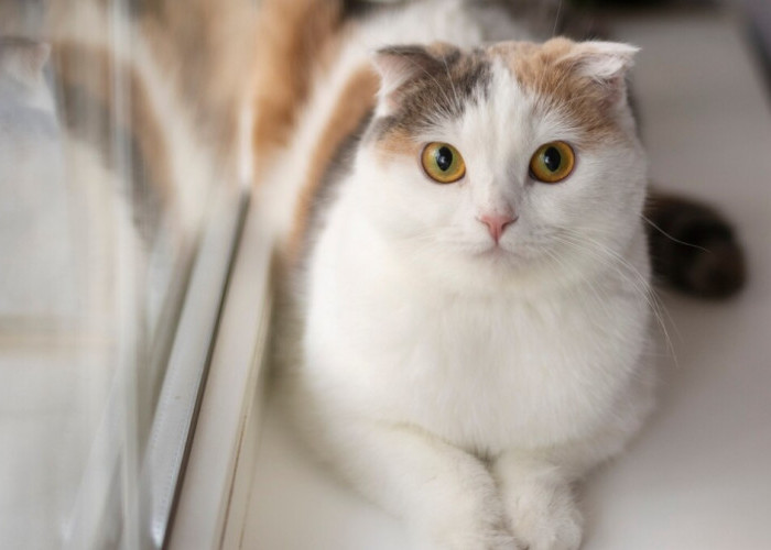 Pemilik Kucing Wajib Tahu, Inilah Tanda Kucing Birahi Berat dan Minta Dikawinkan!
