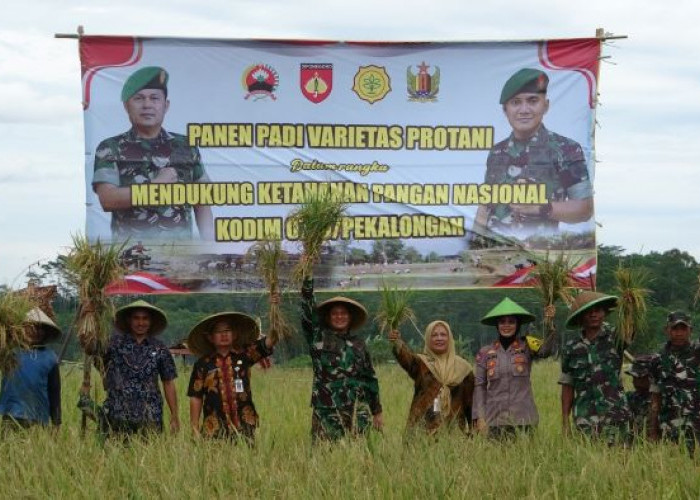 Kodim 0710 Pekalongan Panen Padi Protani di Desa Kulu, Tinggi Protein Cocok untuk Tangani Stunting