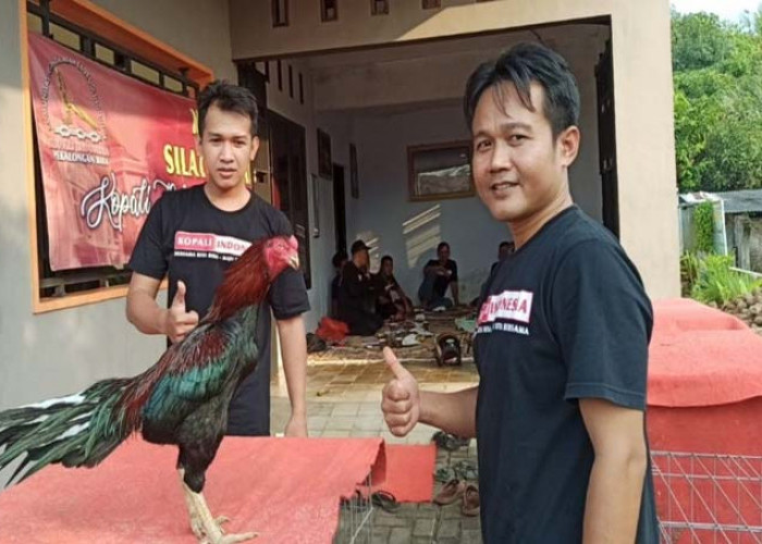 Kontes Ayam Hias Ekor Lidi Kembali Digelar