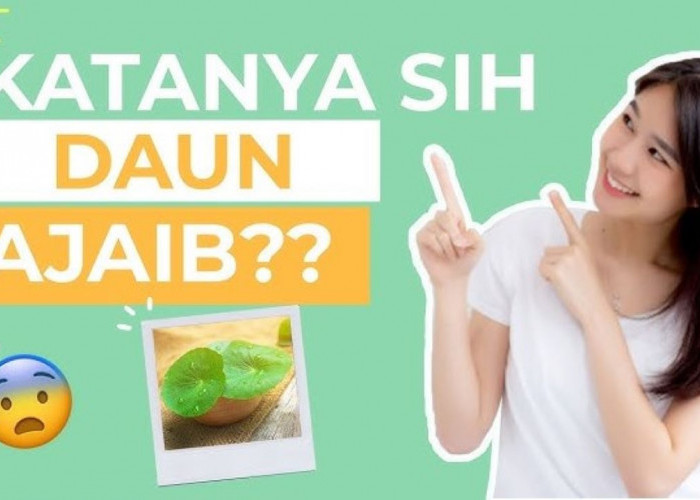 Cara Menggunakan Daun Pegagan untuk Kecantikan Kulit, 1 Bahan Kaya Manfaat 