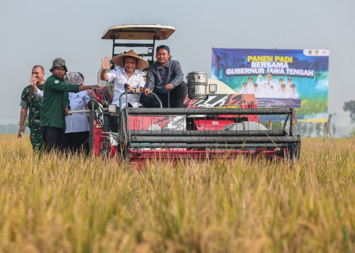 Produksi Padi Jateng Tembus 6,69 Juta Ton, Ahmad Luthfi Siapkan Strategi Hadapi Kemarau