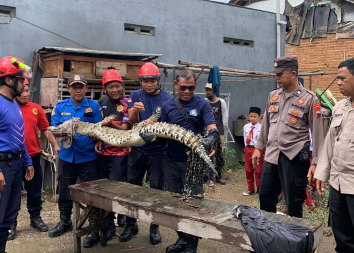 Warga Tangkap Seekor Buaya Muara di Sungai Kuripan Kota Pekalongan, Satu Orang Terluka