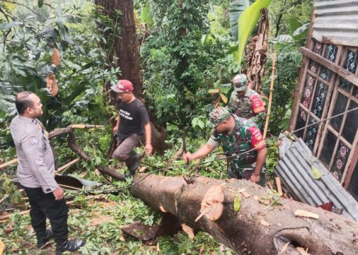 2 Rumah Warga di Desa Lambur Kandangserang Pekalongan Rusak Berat, Akibat Tertimpa Pohon Tumbang