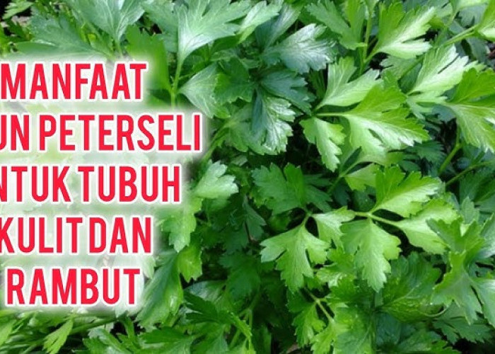 Kaya akan Antioksidan dan Kaya nutrisi, Inilah Manfaat Peterseli untuk Kesehatan