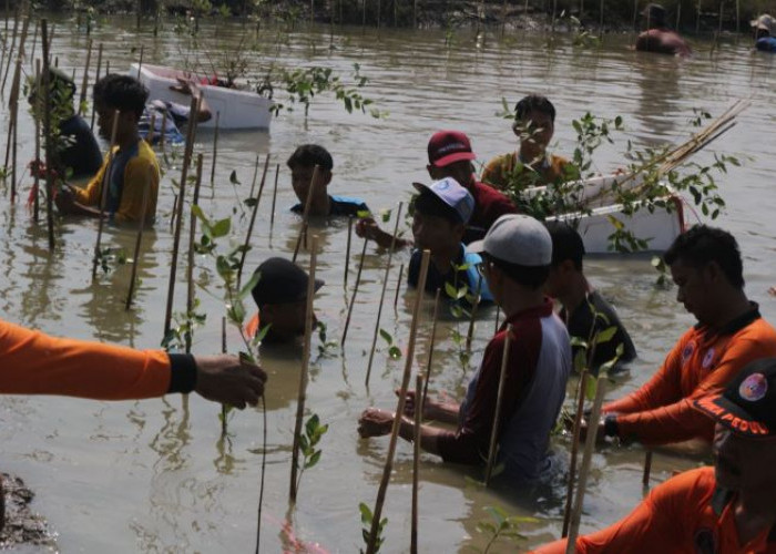 Rob dan Land Subsidence Masih jadi Ancaman di Pesisir Pekalongan, KPW Gandeng Kehati Tanam Mangrove