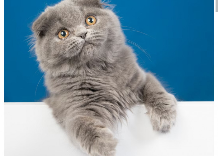 Kucingmu Auto Gemuk, Inilah Pakan Penggemuk Kucing Kaya Nutrisi, Dijamin Ampuh!