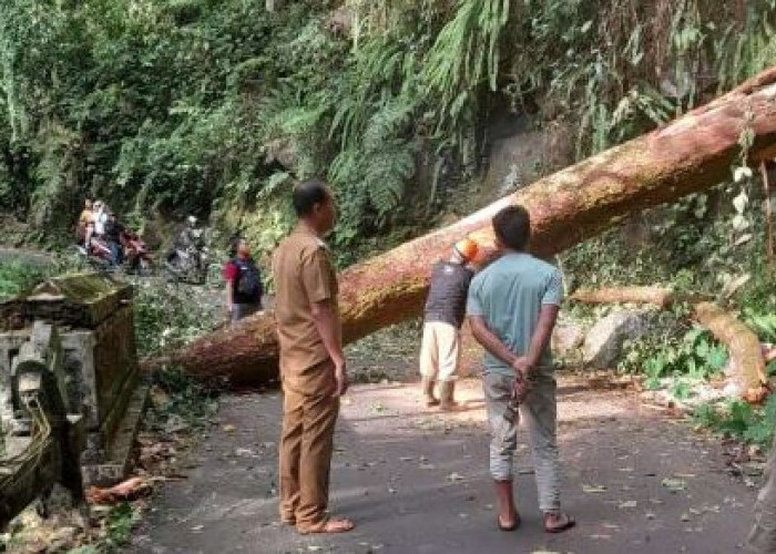 Pohon Besar Tumbang Tutup Jalur Kroyakan, Akses Doro-Petungkriyono Sempat Tertutup