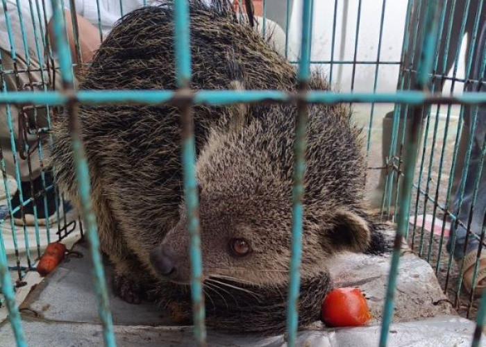 Dikira Luwak Masuk Pekarangan, Warga Petungkriyono Kaget Ternyata Binturong Satwa Dilindungi
