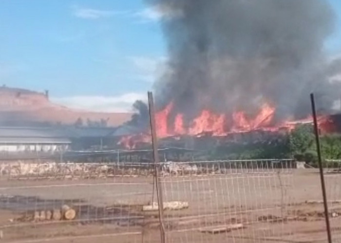 Pabrik Kayu Lapis di Batang Kebakaran, Kerugian Ditaksir Capai Miliaran Rupiah