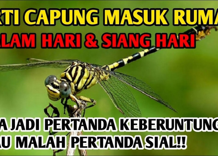 Cek Fakta: Capung Masuk Rumah jadi Pertanda Sial atau Malah Ketimpa Rezeki Melimpah?