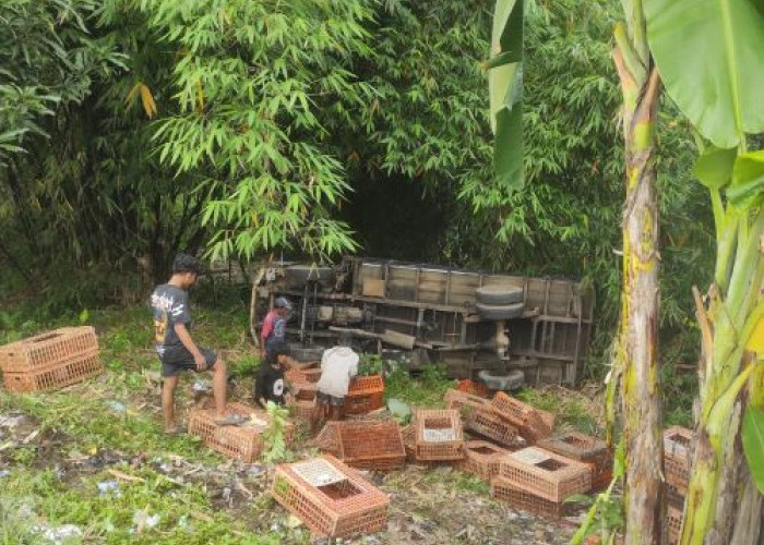 Pecah Ban, Mobil Pengangkut Ayam Masuk Jurang di Kesesi