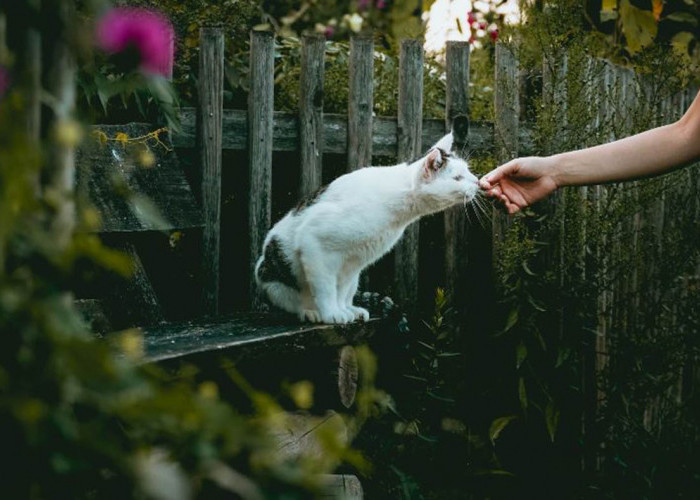 Cari Tahu Pertanda Didatangi Kucing Menurut Primbon Jawa yang Bisa Bantu Buka Pintu Rezeki, Jangan Ditolak!