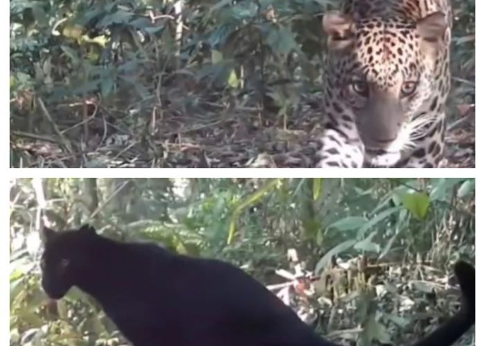 Kamera Trap Ungkap Dua Macan Tutul di Hutan Pekalongan, Swara Owa: Populasinya Termasuk yang Terbaik