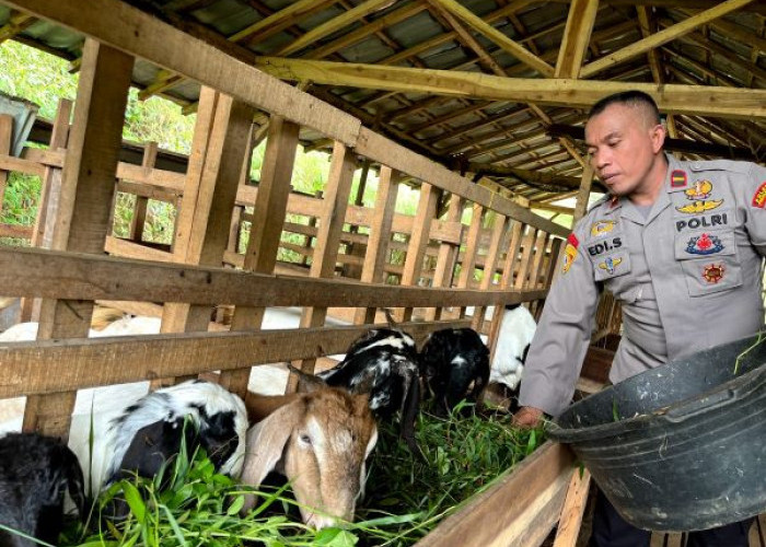 Polisi di Pekalongan Nyambi Ternak Kambing, Ipda Edi Santoso Sukses Kembangkan Kambing PE dan Domba Gibas