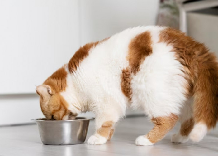 Kucingmu Pasti Suka, Inilah Wet Food Kucing yang Bagus, Buktikan Saja Sendiri!