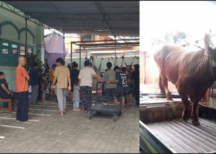 Iduladha 1447 H: PC Al-Irsyad Al-Islamiyyah Pekalongan Sembelih 104 Hewan Kurban, Termasuk Sapi dari Presiden