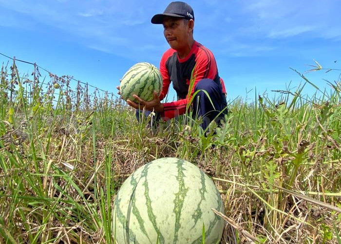 Tiga Desa Dukung Gringsing jadi Sentra Semangka Batang