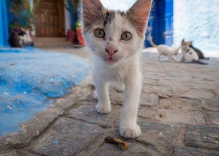 Bukan Sekadar Peliharaan, Inilah Manfaat Memelihara Kucing Kampung yang Tak Banyak Orang Tahu
