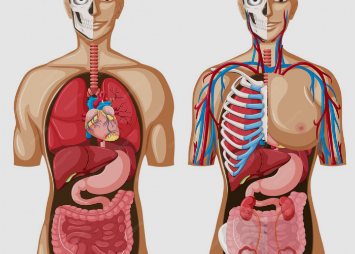 Memprioritaskan Kesehatan: Menyadari Hal yang Ditakuti oleh Organ Tubuh