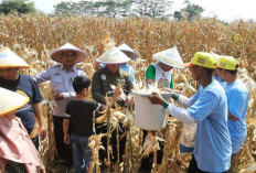 Bukan Cuma Panen Jagung! Muhammadiyah Pekalongan Dirikan Musala di Tengah Kebun, Petani Tetap Salat Berjamaah