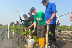 Peringati 1 Tahun Mageri Segoro, DLHK Jateng dan Bhimasena Power Tanam 1.300 Bibit Mangrove di Pesisir Batang 