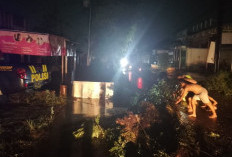 Hujan Deras di Pekalongan, Dua Pohon Tumbang Tutup Akses Jalan Karangdadap dan Sragi