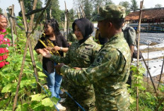 TNI AD Bangun Kompi Produksi Pangan di Seluruh Indonesia, Kodim Pekalongan Terapkan Sistem Pertanian Terpadu