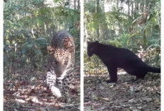 Dua Macan Tutul Jawa Terekam Kamera Trap di Hutan Mendolo Pekalongan, Satu Berwarna Hitam Pekat