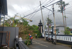 Pohon Beringin Depan Kantor Bupati Batang Tumbang, Satu Mobil Tertimpa