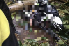 3 Tewas Akibat Pohon Tumbang saat Hujan Deras Disertai Angin Kencang di Sejumlah Wilayah di Batang